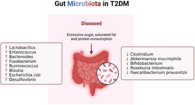 The role of fecal microbiota transplantation in type 2 diabetes mellitus treatment